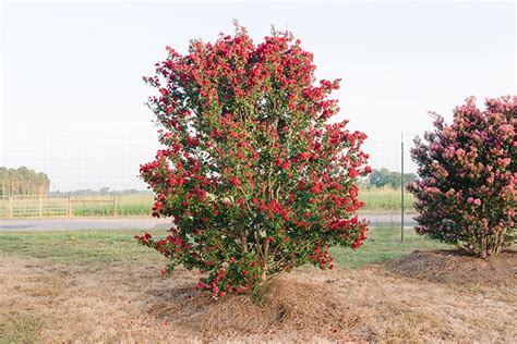 Ruffle Red Magic Crop Myrtle: A Fascinating Hybrid Variety